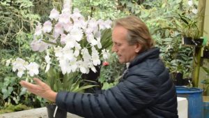 Cómo ubicar mis orquídeas