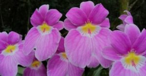 CURSO EXPERTO EN MILTONIOPSIS