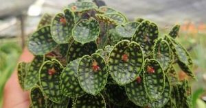 CURSO EXPERTO EN ORQUÍDEAS MINIATURA