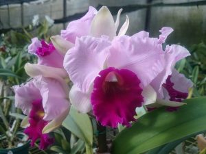 Orquídeas de clima caliente