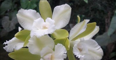 Cattleya-min