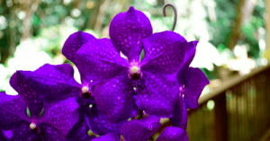 CURSO EXPERTO EN VANDAS