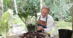 Resiembra de Cattleyas