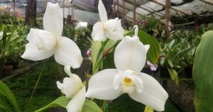 CURSO EXPERTO EN LYCASTE