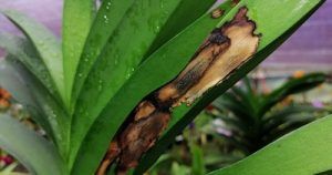 Fertilización, Plagas y Enfermedades - Conferencia