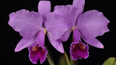 Cattleya trianae nov 09