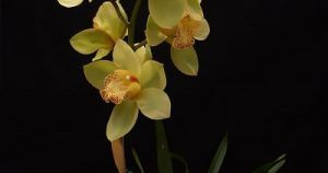 Cultivo de Cymbidium - Conferencia