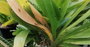 Clínica de orquídeas - conferencia