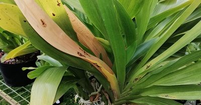 clinica-de-orquideas