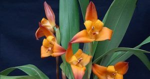 Maxillaria - conferencia