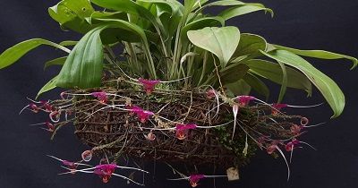 Cultivo de Scaphosepalum