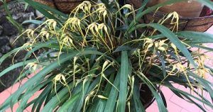 Orquídeas de los estudiantes de Alma del Bosque