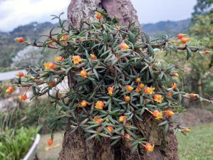 Cultivo de 5 joyas botánicas