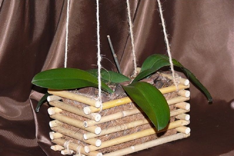 orquideas en canasta