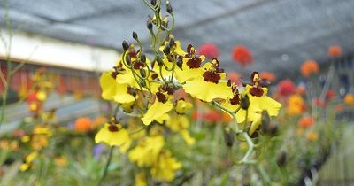 oncidium
