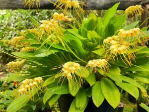 Cultivo de Masdevallias multiflora