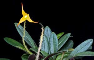 Cultivo de porroglossum