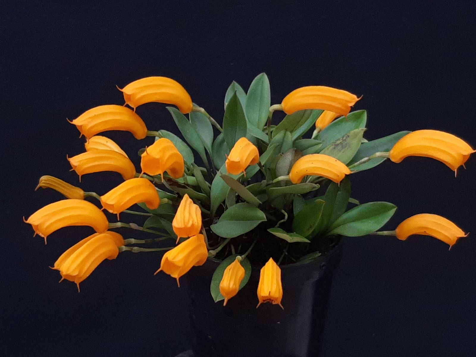 orquideas clima frio