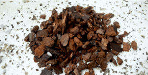 Sustratos para orquídeas – Conferencia