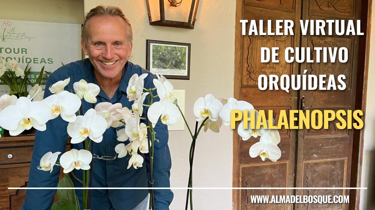 taller phalaenopsis