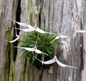 Cultivo de orquídeas Trisetella