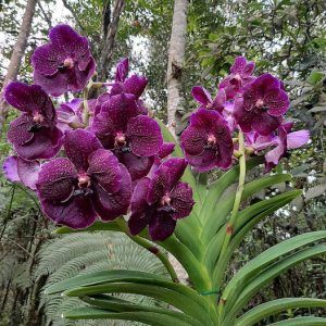 Conferencia orquídeas Vandas