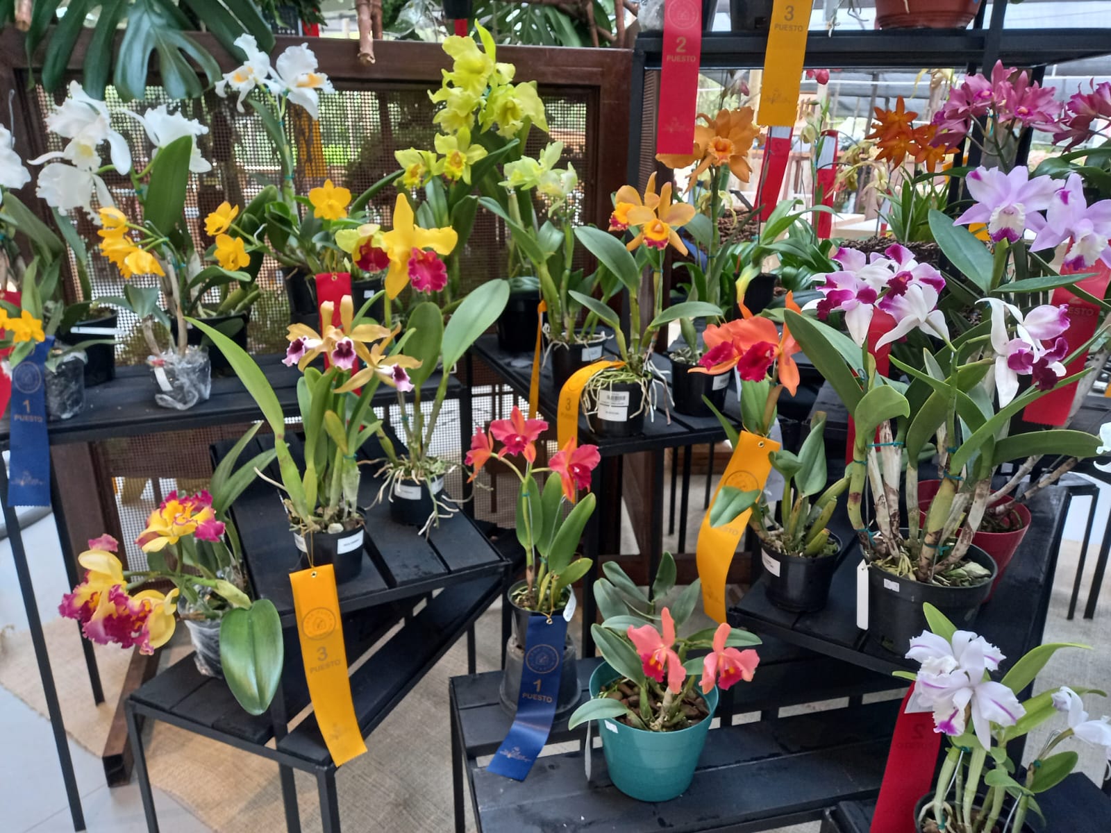 orquideas de los estudiantes