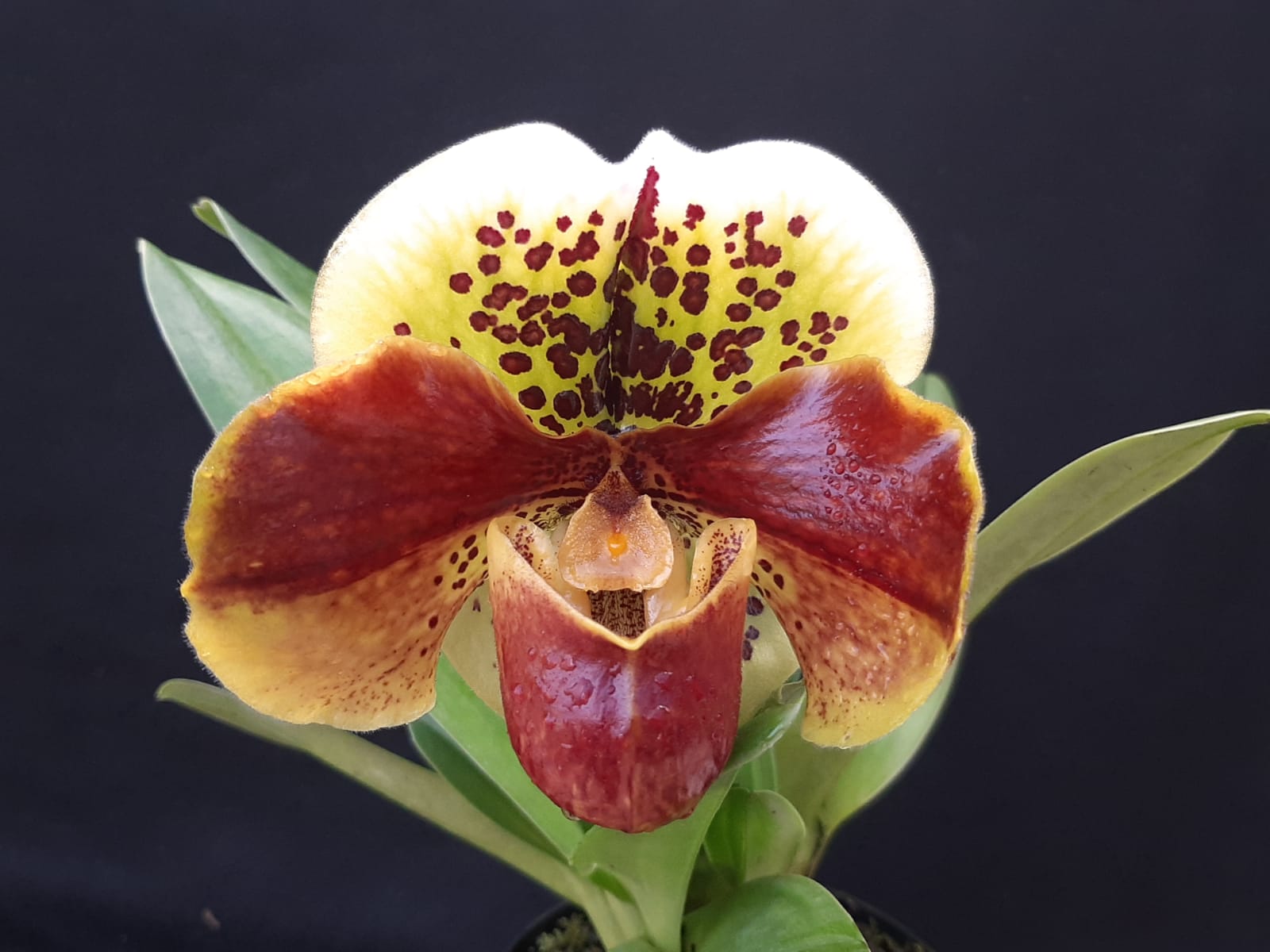 paphiopedilum