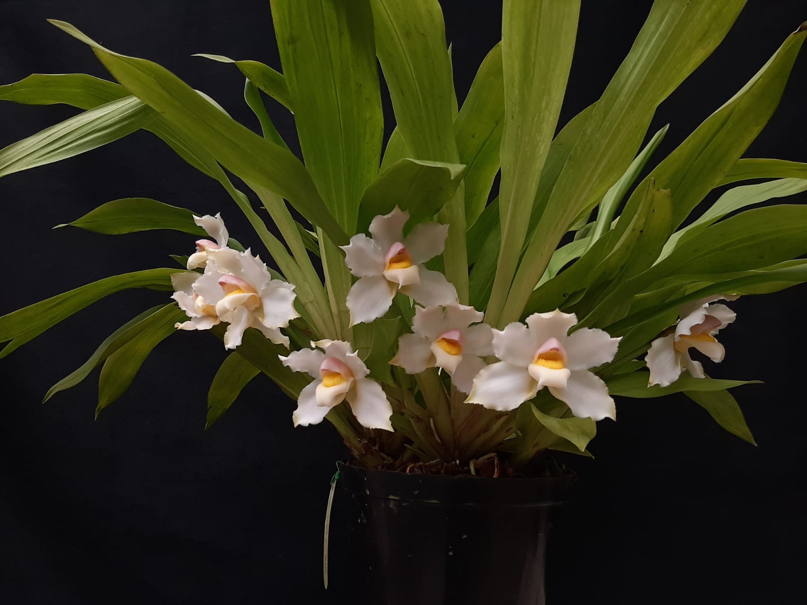 Orquídeas de Exposición