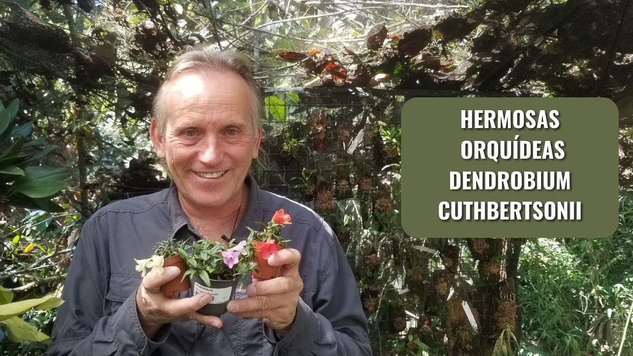 Dendrobium cuthbertsonii