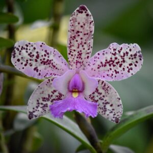 Estructura de las flores