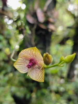 Cultivo de Telipogon