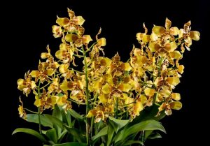 Cultivo de Rossioglossum